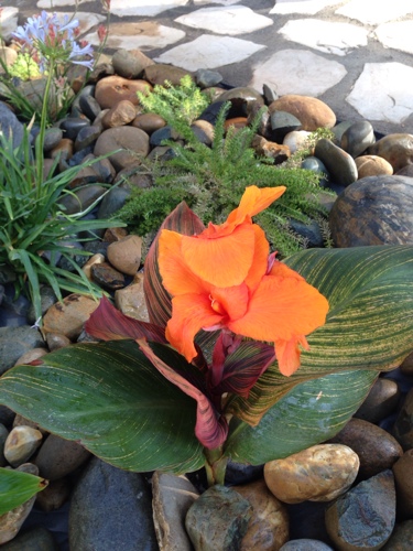 cana-tropicana-in-drought-tolerant-full-sun-garden.jpg